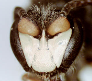 Hylaeus basalis, male, head