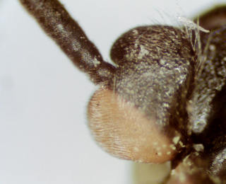 Hylaeus basalis, male, scape