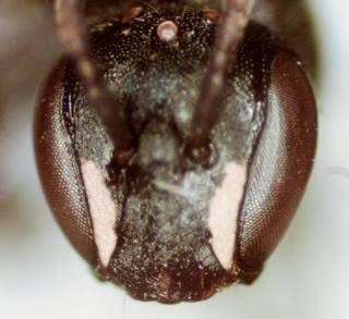 Hylaeus fedorica, female, head