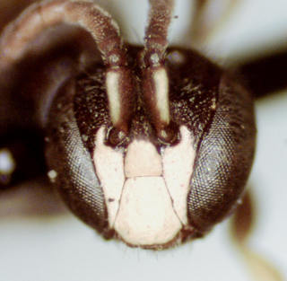 Hylaeus fedorica, male, head