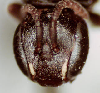 Hylaeus saniculae, female, head