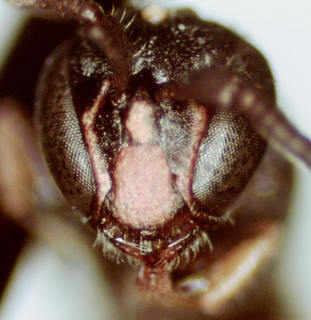 Hylaeus saniculae, male, head