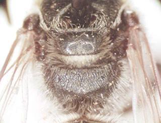 Lasioglossum forbesii, bbsl206611 female, propod rugulosostriolate