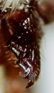 Megachile apicalis, female, mandible