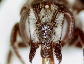 Megachile apicalis, female, face