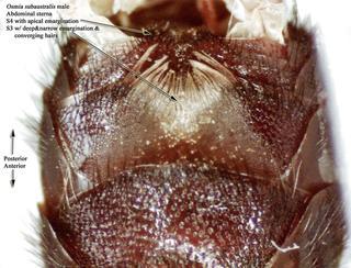 Osmia subaustralis, bbSL194767 male, s3 copy