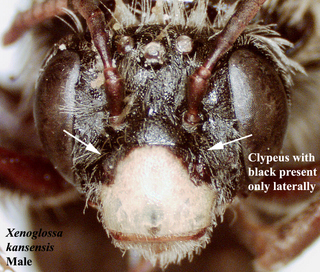 Xenoglossa kansensis, male, face text