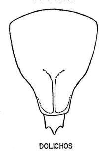 Coelioxys dolichos, female, abdapex