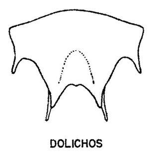 Coelioxys dolichos, male, T6