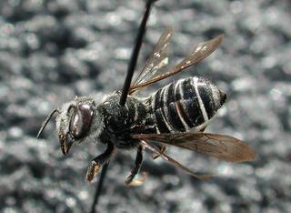 Megachile georgica, female, top