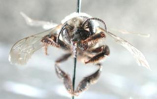 Megachile mucida, female, face