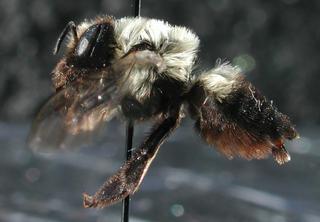 Megachile mucida, female, side