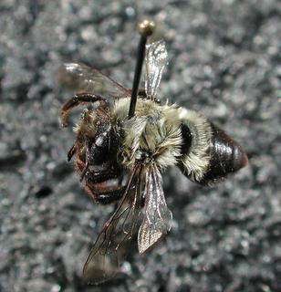 Megachile mucida, female, top