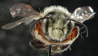 Megachile mucida, male, face