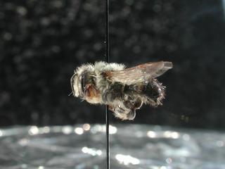 Megachile mucida, male, side