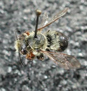 Megachile mucida, male, top