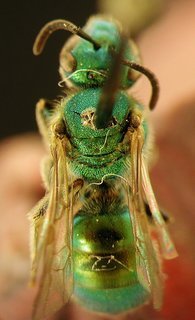 Augochlorella striata, female, scutumrpr