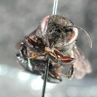 Megachile xylocopoides, female, face