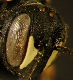 Hylaeus affinis, female, fovea