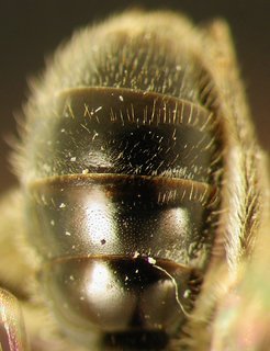 Lasioglossum versans, female, blackabd