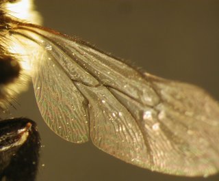 Melecta pacifica, female, left wing jugal lobe