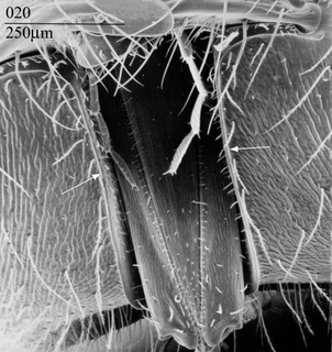 Lasioglossum tegulare, hypostomal cavity, edges straight