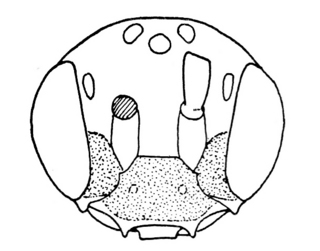 Pseudopanurgus albitarsis, male, face