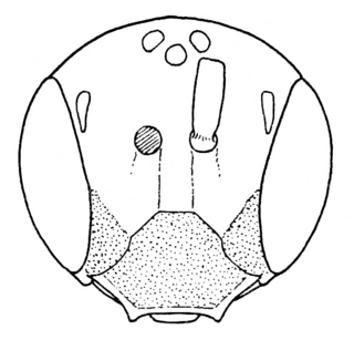 Pseudopanurgus parvus, male, face