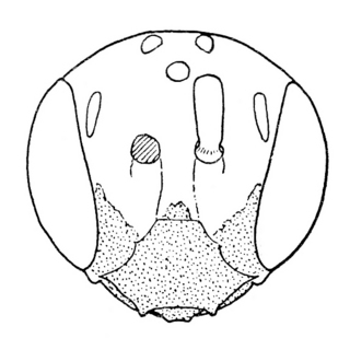 Pseudopanurgus rudbeckiae, male, face