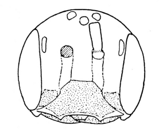 Pseudopanurgus virginicus, male, face