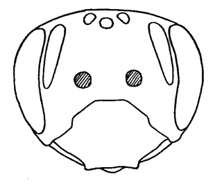Andrena algida, female, face