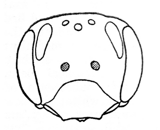 Andrena gardineri, female, face