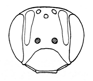 Andrena ilicis, female, face