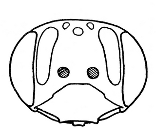 Andrena imitatrix, female, face