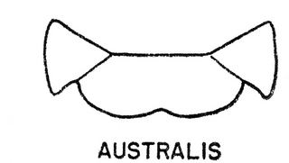 Epeolus australis, both, top of thorax