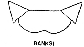 Epeolus banksi, both, top of thorax