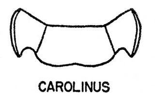 Epeolus carolinus, both, top of thorax