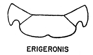 Epeolus erigeronis, both, top of thorax