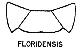 Epeolus floridensis, both, top of thorax