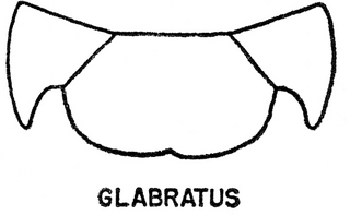 Epeolus glabratus, both, top of thorax
