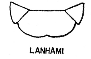 Epeolus lanhami, both, top of thorax