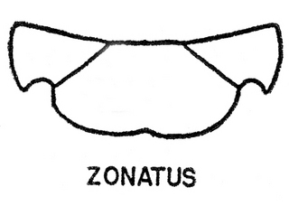 Epeolus zonatus, both, top of thorax