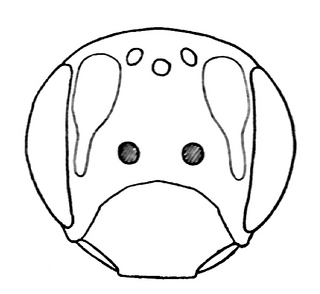 Andrena quintilis, female, face