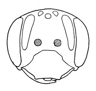 Andrena robertsonii, female, face