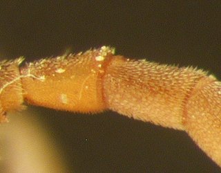 Nomada australis, female, antennae seg 1 and 2