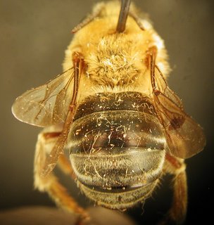 Xenoglossa kansensis, male, top