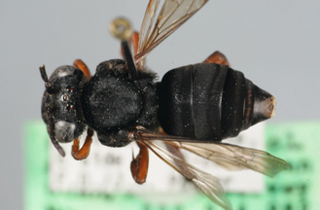 Triepeolus denverensis, female, doral habitus black
