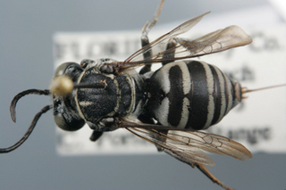 Triepeolus georgicus, female, dorsal habitus