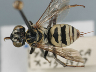 Triepeolus utahensis, female, dorsal habitus