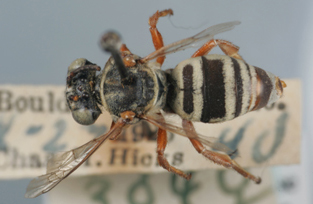 Triepeolus balteatus, female, dorsal habitus